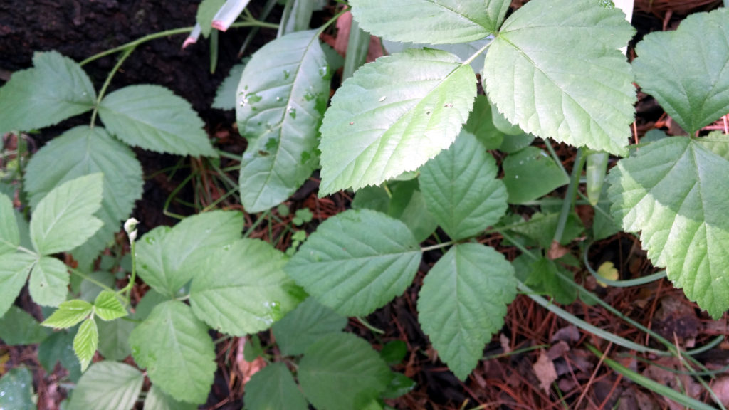 Does poison ivy have thorns - aslrewards